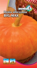 Dynia Big Max